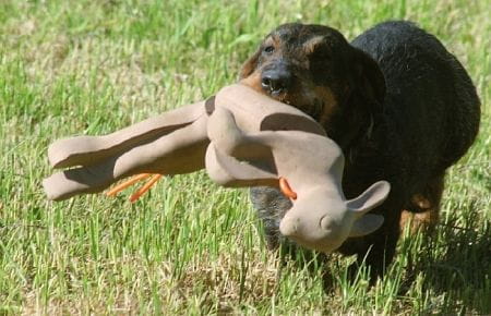 Waidwerk Apportier-Kaninchen